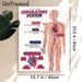 Circulatory System Painting Poster, Informative Clear Labeled Anatomical Illustration Poster, Educational Design To Learn Human Circulatory Structure_maomaolike.com