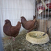 Coop Chicken Pot Pigeon Nest Yuanbao Rice Straw_maomaolike.com