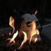 Fire Pit Demon Skull Gas Log For Ventless Vent Free, Propane, Gel, Ethanol, Electric, Outdoor Fireplace And Fire Pit, Halloween Decor - Patent Pending_maomaolike.com