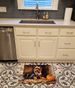 Border Terrier Fall Kitchen Pumpkins Memory Foam Kitchen Mat Machine Washable Anti-Fatigue Mat Cushion Comfort Bath Mat Or Kitchen Rug_maomaolike.com