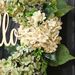 New Cross-border Festival Hello Wreath Door European And American Hydrangea Rattan Ring Window Decoration Props Wall_maomaolike.com