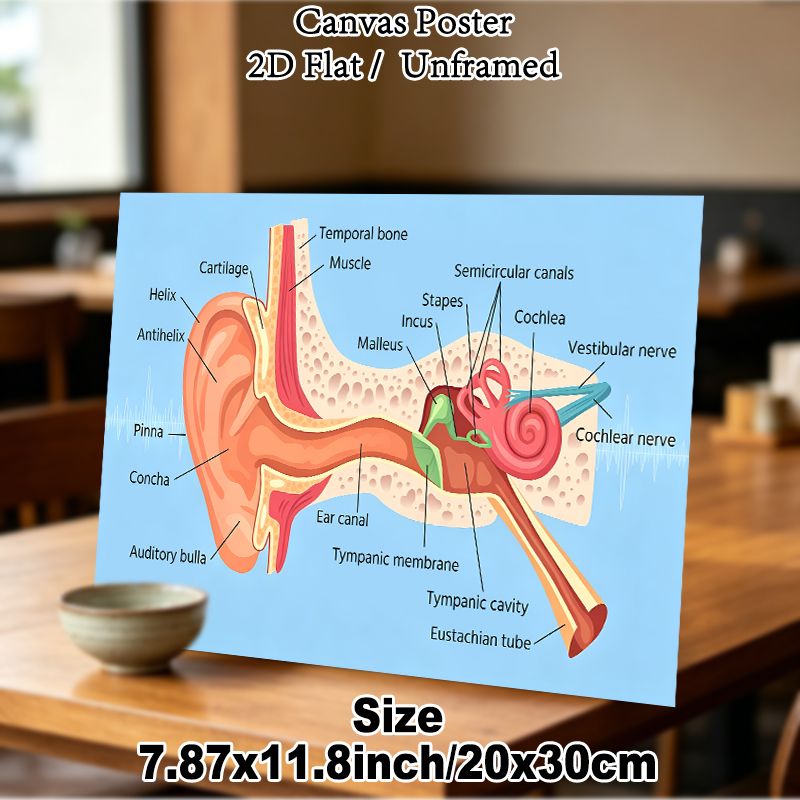 Human Ear Anatomy Painting Poster, Clear Scientific Illustrated Poster, Detailed Labeled Ear Structure Diagram, Practical Educational Decor For_maomaolike.com