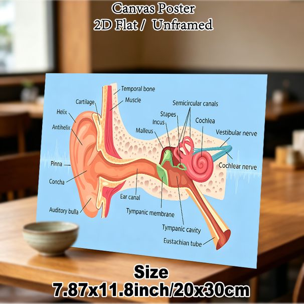 Human Ear Anatomy Painting Poster, Clear Scientific Illustrated Poster, Detailed Labeled Ear Structure Diagram, Practical Educational Decor For_maomaolike.com