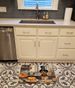 Border Terrier Fall Kitchen Pumpkins Memory Foam Kitchen Mat Machine Washable Anti-Fatigue Mat Cushion Comfort Bath Mat Or Kitchen Rug_maomaolike.com