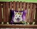 White German Shepherd King Of Mardi Gras Throw Pillow Machine Washable, Indoor Outdoor Decorative Pillow For Couch, Bed Or Patio, 14Hx14W_maomaolike.com