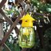 1/10pcs Garden Fruit Fly Trap Plastic Transparent Anti Flies Traps Environmentally Insect Catchers Orchard Pest Control_maomaolike.com