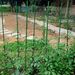 30PCS Plant Vine Poles, 90cm Length, Outdoor Garden Columns, Suitable For Tomatoes, Peppers, Flowers_maomaolike.com