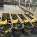 Double-Sided Special-Shaped Sticky Insect Yellow Board Trap For Fruit Flies Small Black Thrips And Other Pests_maomaolike.com
