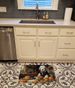 Old English Sheepdog Fall Kitchen Pumpkins Memory Foam Kitchen Mat Machine Washable Anti-Fatigue Mat Cushion Comfort Bath Mat Or Kitchen Rug_maomaolike.com