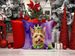 Australian Terrier King Of Mardi Gras Throw Pillow Machine Washable, Indoor Outdoor Decorative Pillow For Couch, Bed Or Patio, 14Hx14W_maomaolike.com