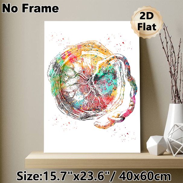 Placenta Anatomy Painting Poster, Vibrant Watercolor Detailed Anatomical Art Poster, Unique Medical-themed Decor Suitable For Clinic, Office And Home_maomaolike.com