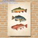 Vintage Fish Painting Poster, Detailed Hand-drawn Colorful Freshwater Fish Poster, Brings Natural Rustic Charm, Ideal For Living Room, Study Or_maomaolike.com