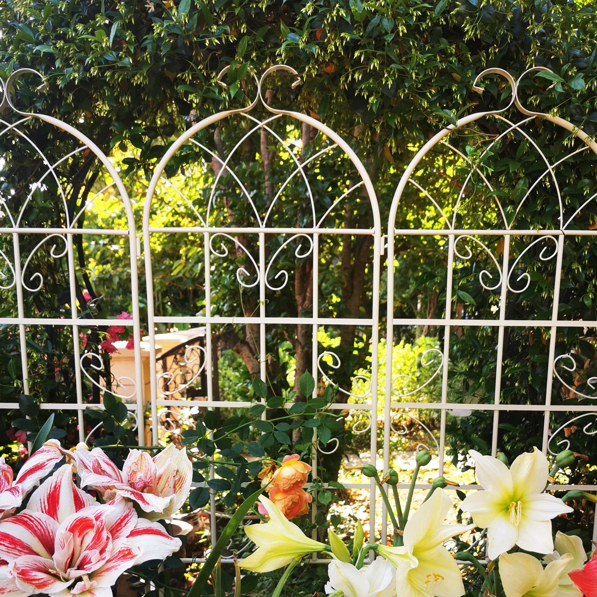 4 Pack Metal Garden Trellis 71" X 19.7" Rustproof Trellis For Climbing Plants Outdoor Flower Support Cream White_maomaolike.com