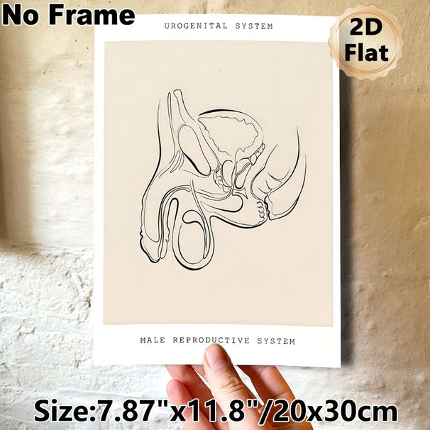 Male Urogenital System Painting Poster, Minimalist Monochrome Line Art Anatomical Poster, Clear Anatomical Illustration Suitable For Medical Clinics_maomaolike.com