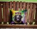 Curly-Coated Retriever King Of Mardi Gras Throw Pillow Machine Washable, Indoor Outdoor Decorative Pillow For Couch, Bed Or Patio, 14Hx14W_maomaolike.com