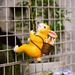 Easter Day Cute Animal Ornaments Little Rabbit Wall Outdoor Garden Pot Hanging Courtyard Climbing Tree Landscaping Pipe_maomaolike.com