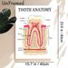 Tooth Anatomy Painting Poster, Detailed Labeled Medical Illustration Poster, Informative Dental Structure Reference, Suitable For Dental Clinics_maomaolike.com