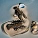 Brass Crawfish Pet Personalized Tea Table Premium Teapot Lid Fish Tank Office Creative Ornament_maomaolike.com