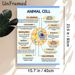 Animal Cell Diagram Painting Poster, Clear Labeled Scientific Illustration Poster, Informative Guide To Learn Animal Cell Structures, Ideal For Study_maomaolike.com