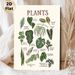 Houseplants Identification Painting Poster, Hand-drawn Illustrated Indoor Houseplants Poster, Informative Plant Naming Guide, Suitable For Home_maomaolike.com