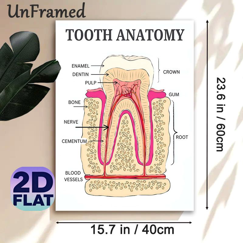 Tooth Anatomy Painting Poster, Detailed Labeled Medical Illustration Poster, Informative Dental Structure Reference, Suitable For Dental Clinics_maomaolike.com