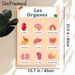 Human Organs Painting Poster, Vibrant Cartoon-style Organs With French Naming Labels Poster, Educational Visual Aid For Anatomy Learning, Suitable For_maomaolike.com
