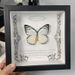 Simulation Butterfly Specimen European Style Decorative Painting DIY Photo Frame Desktop Home Decoration Birthday Gift_maomaolike.com