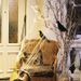 Halloween Birds, Black Feathered Crows, Realistic Looking Halloween Decoration Birds_maomaolike.com