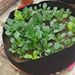 Plant Growth Bag, Circular Elevated Garden Bed, Planting Basin, Suitable For Outdoor Garden Planting Potatoes, Carrots, Onions_maomaolike.com