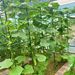 120*120*60cm, Outdoor Garden Plant Climbing Trellis, Cucumber And Watermelon Climbing Bracket, Plant Support Pole, Garden Pillar_maomaolike.com