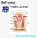 Tooth Anatomy Painting Poster, Detailed Labeled Medical Illustration Poster, Informative Dental Structure Reference, Suitable For Dental Clinics_maomaolike.com