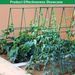 120 * 180cm Plant Vine Climbing Frame, Adjustable, Freely Combined Cucumber Grid Frame, Greenhouse Frame, Outdoor Garden Support Frame_maomaolike.com