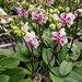 Garden Supplies Phalaenopsis Clip Plant Support Clip Orchid Fixed Clip Flower Bracket Support Rod Climbing Vine Gardening Shaping_maomaolike.com