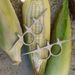 Kitchen Gadget Manual Corn Peeler For Household_maomaolike.com