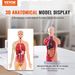 Human Body Model, 15 Parts 11 Inch, Human Torso Anatomy Model Anatomical Skeleton Model With Removable Organs, Educational Teaching Tool For Students Science Learning School Education Display_maomaolike.com