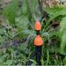 Ground Inserted Integrated Adjustable Atomizing Nozzle, Drip Spray, Garden Automatic Irrigation Watering Device_maomaolike.com