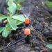 Ground Inserted Integrated Adjustable Atomizing Nozzle, Drip Spray, Garden Automatic Irrigation Watering Device_maomaolike.com