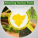 Landisun Fruit Fly Fungus Gnat-Traps For Indoor-Outdoor Yellow Fruit-Fly Sticky-Trap Plants Flying Bug Insects Traps_maomaolike.com