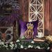 Bloodhound King Of Mardi Gras Throw Pillow Machine Washable, Indoor Outdoor Decorative Pillow For Couch, Bed Or Patio, 18Hx18W_maomaolike.com