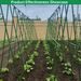 120 * 180cm Plant Vine Climbing Frame, Adjustable, Freely Combined Cucumber Grid Frame, Greenhouse Frame, Outdoor Garden Support Frame_maomaolike.com