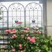 2 Pack Metal Garden Trellis 86.7" X 19.7" Rustproof Trellis For Climbing Plants Outdoor Flower Support Black_maomaolike.com