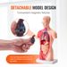Human Body Model, 15 Parts 11 Inch, Human Torso Anatomy Model Anatomical Skeleton Model With Removable Organs, Educational Teaching Tool For Students Science Learning School Education Display_maomaolike.com