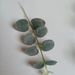 Wedding Artificial Flower Arrangement With Money Eucalyptus Leaf Single Stem Green Plant Bouquet For Wedding Ceremony_maomaolike.com