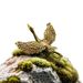 Spreading Wings Flying Crane Desktop Decoration Office Creative Craft Brass Tea Pet Small Ornament_maomaolike.com