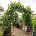 Metal Garden Arch Garden Arbor Trellis Climbing Plants Support Rose Arch Black_maomaolike.com