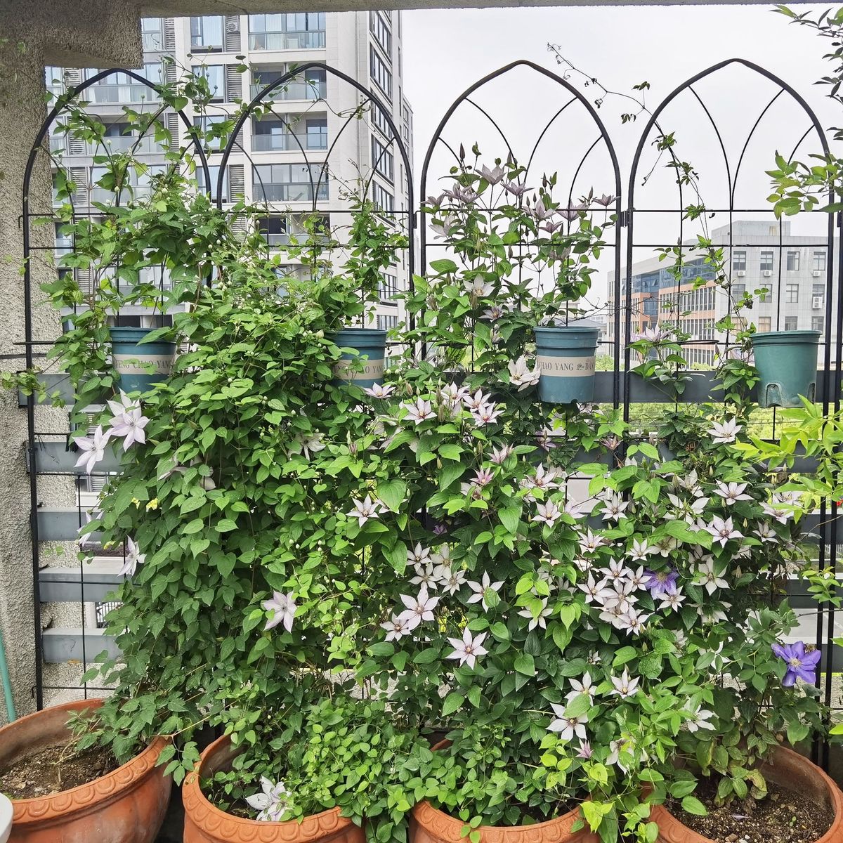 4 Pack Metal Garden Trellis 78.7" X 19.7" Rustproof Trellis For Climbing Plants Outdoor Flower Support Black_maomaolike.com