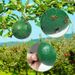 1/10pcsReusable Ball Pest Repeller Killer Hanging On Tree Fruit Catcher Sticky Trap Fly Outdoor Garden Tool_maomaolike.com