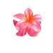 Egg Flower Grab Clip Gradient Flower candy bauhinia back Hair Shark clip hair accessories_maomaolike.com