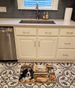 Bernese Mountain Dog Fall Kitchen Pumpkins Memory Foam Kitchen Mat Machine Washable Anti-Fatigue Mat Cushion Comfort Bath Mat Or Kitchen Rug_maomaolike.com