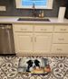 Border Collie Fall Kitchen Pumpkins Memory Foam Kitchen Mat Machine Washable Anti-Fatigue Mat Cushion Comfort Bath Mat Or Kitchen Rug_maomaolike.com